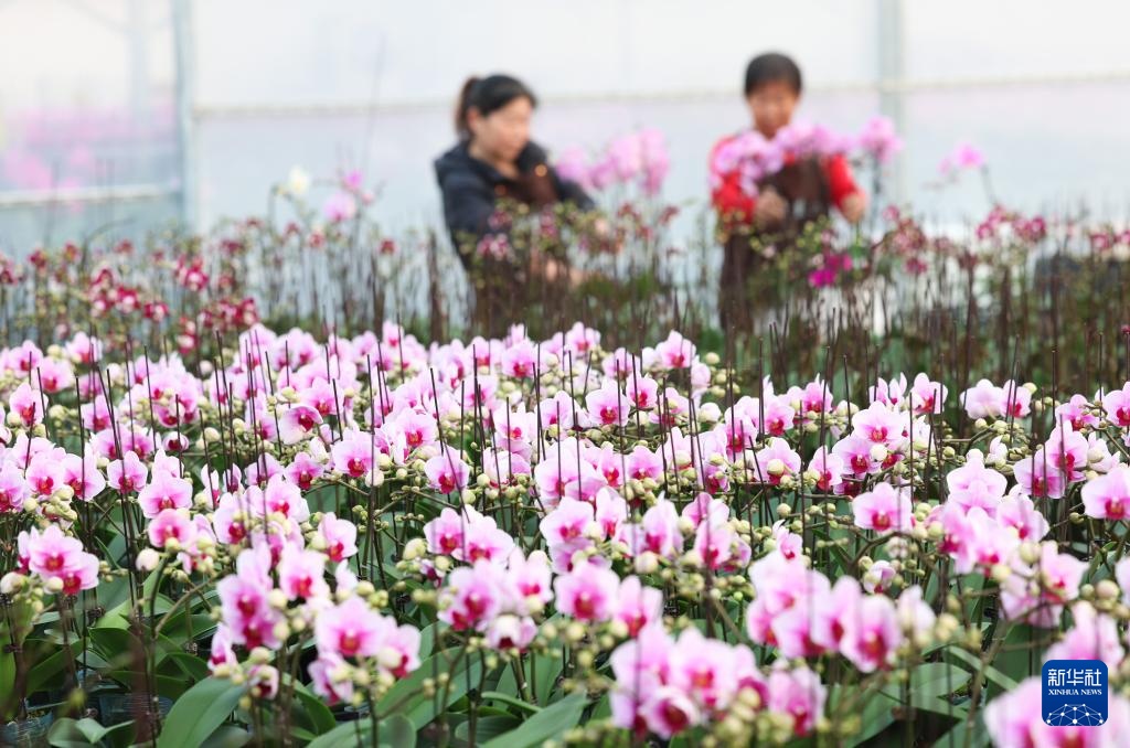 新年将至 &nbsp;鲜花经济迎“绽放”