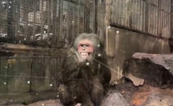 网友发现杭州野生动物园一短尾猴不停呲牙咬牙,担心动物出现刻板行为,园区回应 网友发现杭州野生动物园一短尾猴不停呲牙咬牙,担心动物出现刻板行为,园区回应