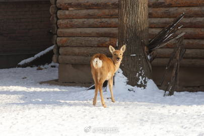 雪后的北京动物园~