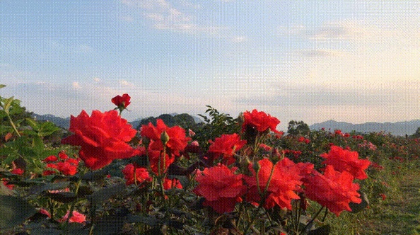 最新研究：除了眼睛，还有它在帮你“看”