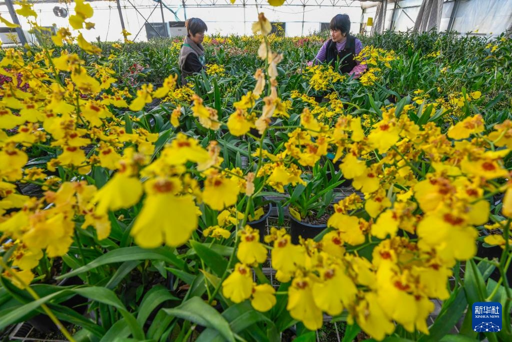 新年将至 &nbsp;鲜花经济迎“绽放”