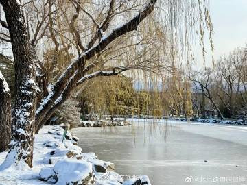 雪后的北京动物园~