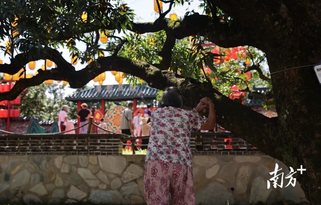 广东这个村火了！村民：当初只是为了“赚个鸡蛋钱”