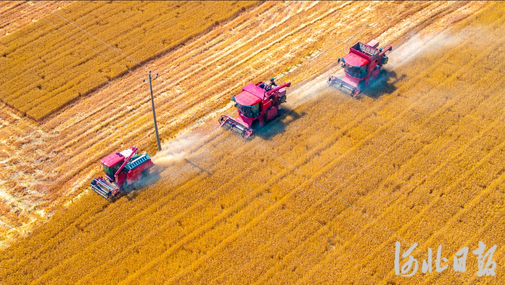 总产量784亿斤！河北今年粮食再获丰收