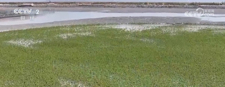 绿色资源变“绿色财富” 多元“借绿生金”路径助力百姓“点绿成金”“点海成金”