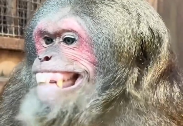 网友发现杭州野生动物园一短尾猴不停呲牙咬牙,担心动物出现刻板行为,园区回应 网友发现杭州野生动物园一短尾猴不停呲牙咬牙,担心动物出现刻板行为,园区回应