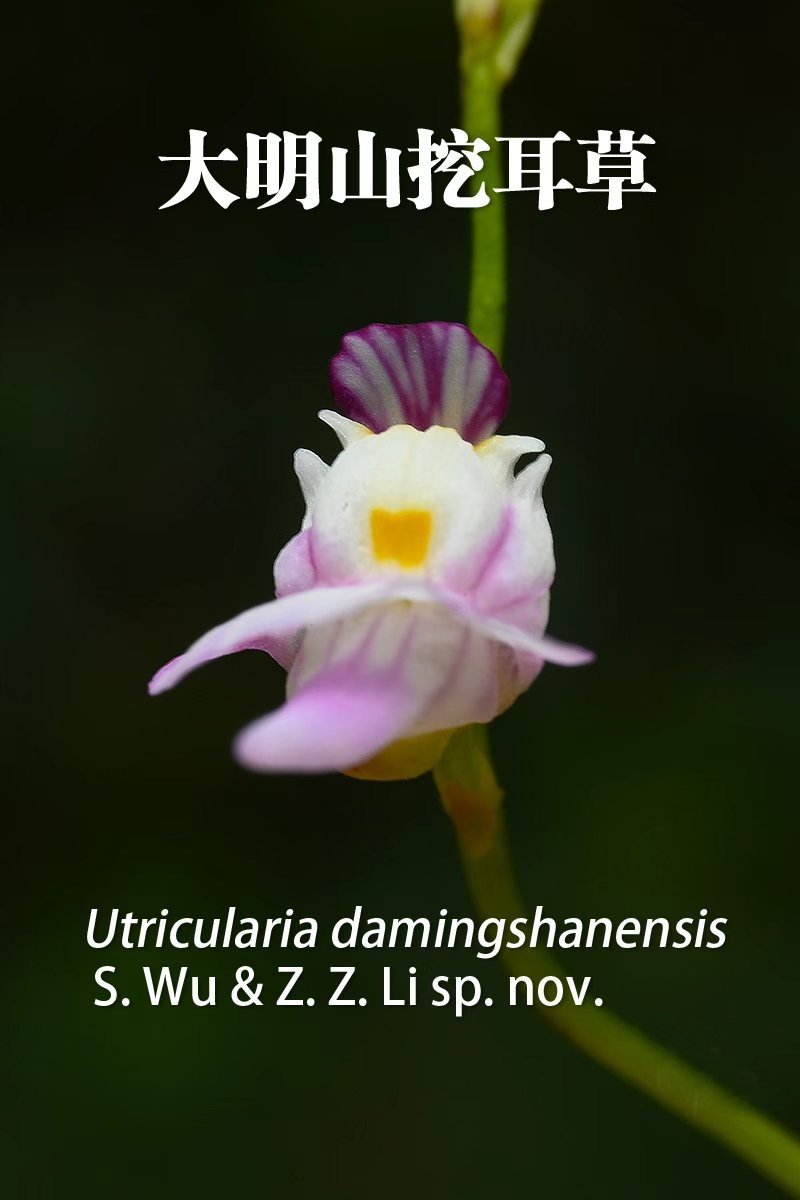 广西发现植物新种大明山挖耳草