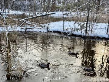 雪后的北京动物园~