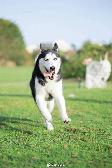 遛狗不牵绳伤人将被拘留罚款