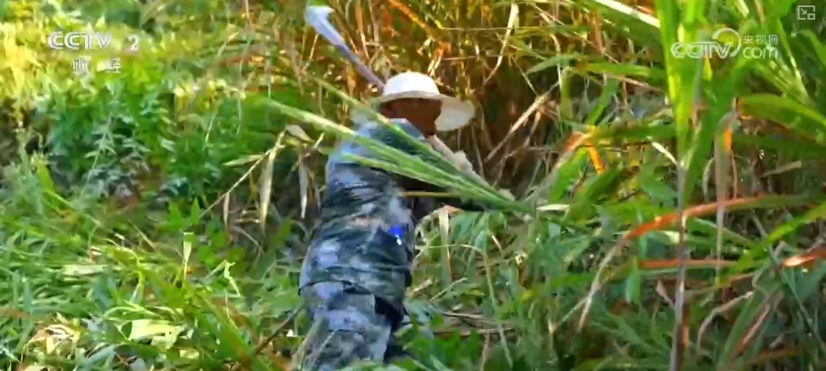 绿色资源变“绿色财富” 多元“借绿生金”路径助力百姓“点绿成金”“点海成金”