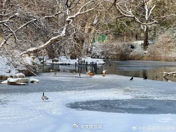 雪后的北京动物园~