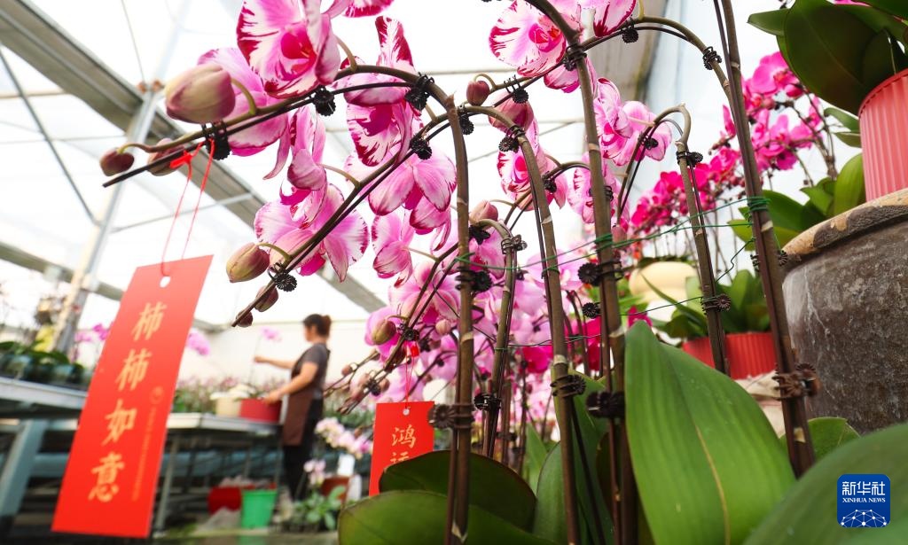 新年将至 &nbsp;鲜花经济迎“绽放”