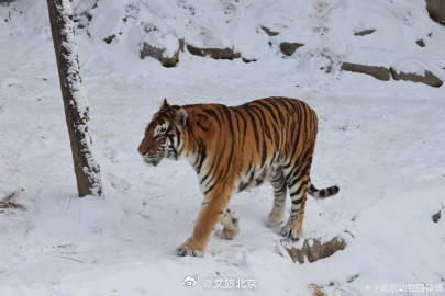 雪后的北京动物园~