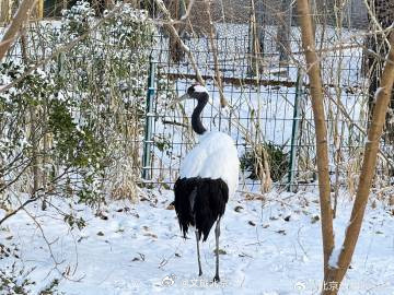 雪后的北京动物园~