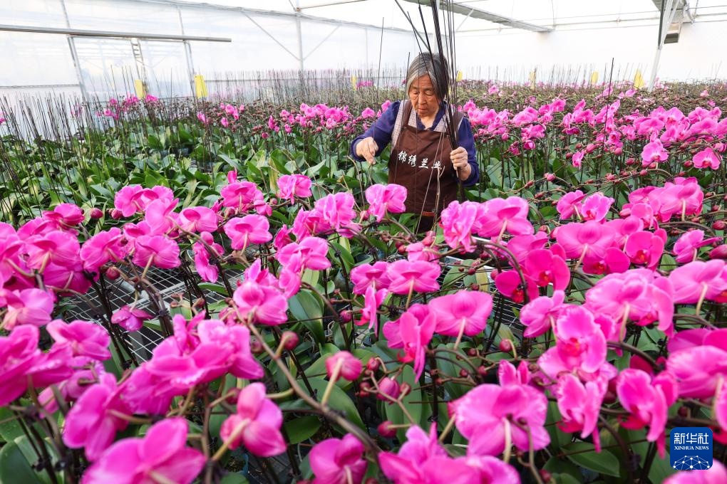 新年将至 &nbsp;鲜花经济迎“绽放”