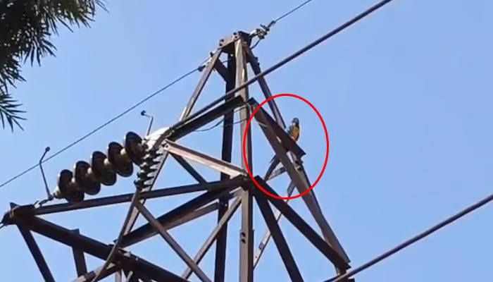 印度男子爬上围墙触电坠亡，用铁管救亲戚1.6万元的鹦鹉