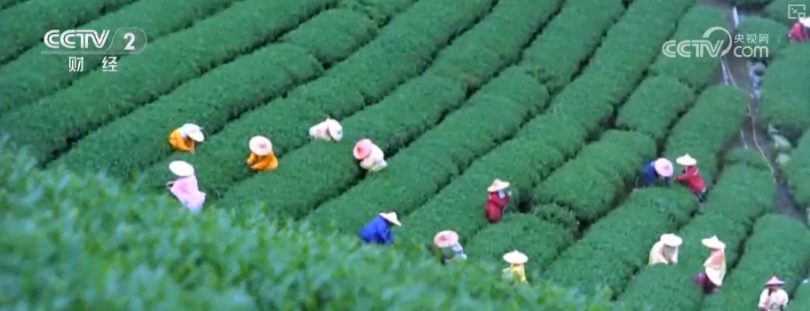 绿色资源变“绿色财富” 多元“借绿生金”路径助力百姓“点绿成金”“点海成金”