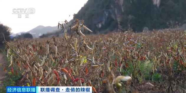 涨！涨！涨！辣椒价格飙涨！