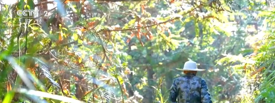 绿色资源变“绿色财富” 多元“借绿生金”路径助力百姓“点绿成金”“点海成金”