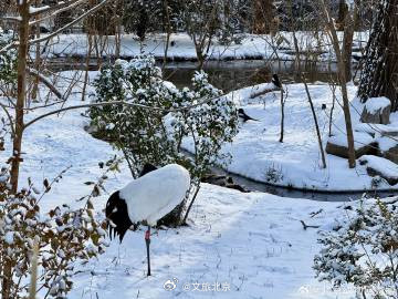 雪后的北京动物园~