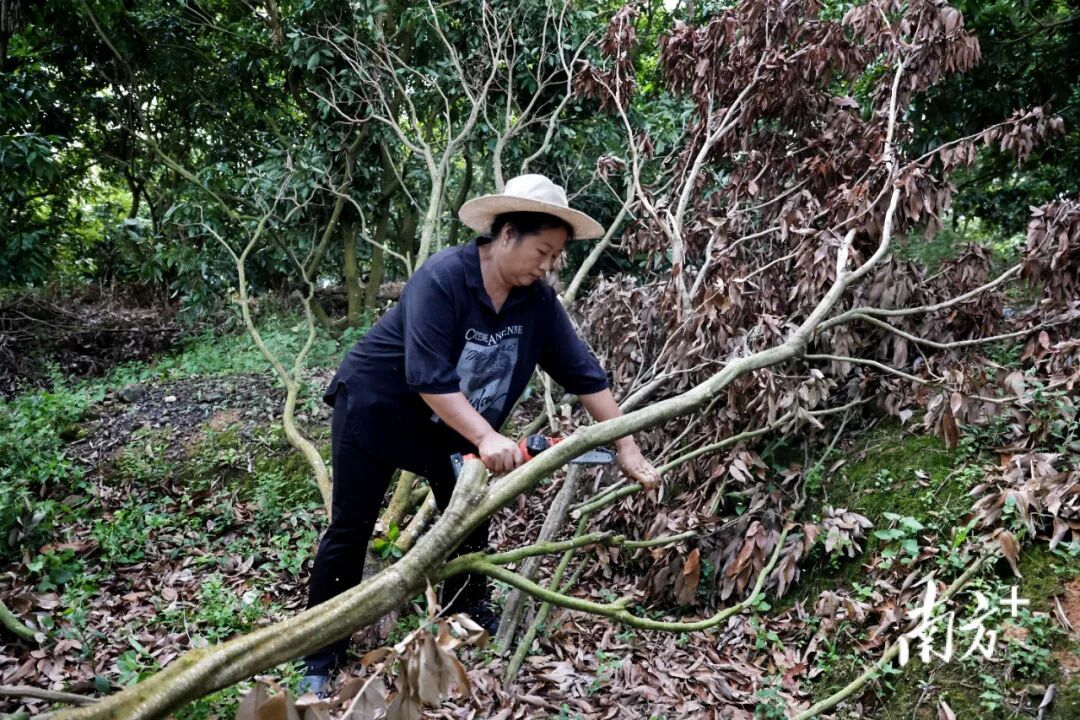 广东这个村火了！村民：当初只是为了“赚个鸡蛋钱”