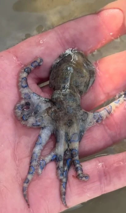 英国男子度假时把玩蓝环章鱼,专家:毒素可杀死20多人 英国男子度假时把玩蓝环章鱼,专家:毒素可杀死20多人