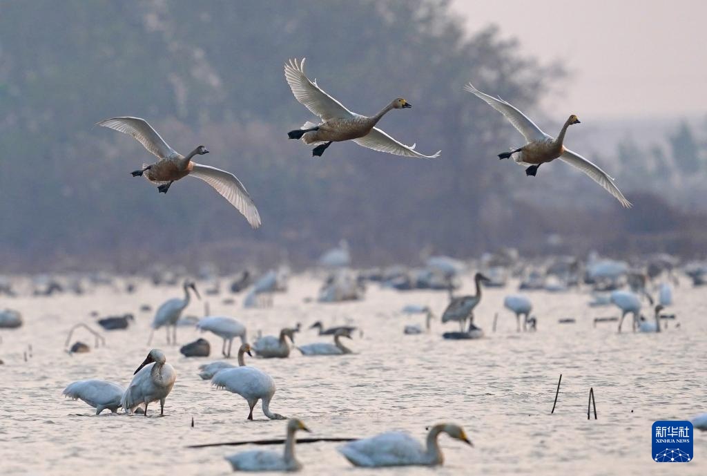南昌:五星白鹤保护小区迎来候鸟栖息高峰 南昌:五星白鹤保护小区迎来候鸟栖息高峰