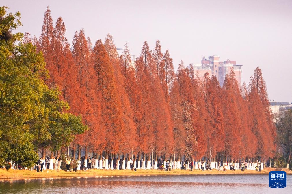 长沙:水杉披红引客来 长沙:水杉披红引客来