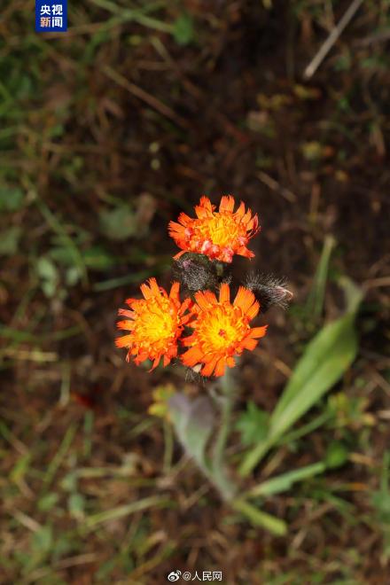 国内首次！新疆发现菊科新物种