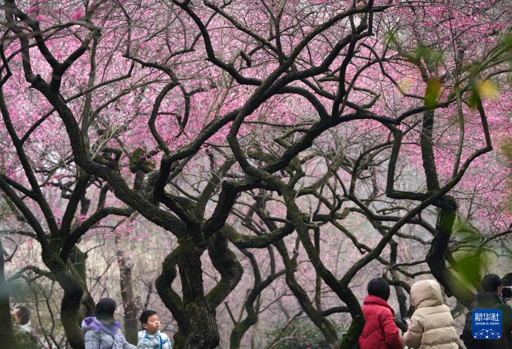 在杭州,路过“树”的浪漫 在杭州,路过“树”的浪漫