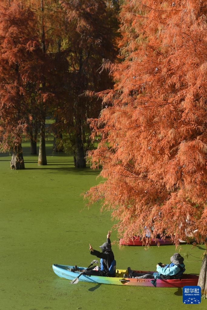 在杭州,路过“树”的浪漫 在杭州,路过“树”的浪漫