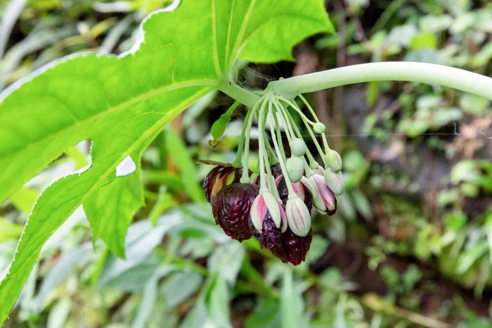植物新物种被发现 植物新物种被发现