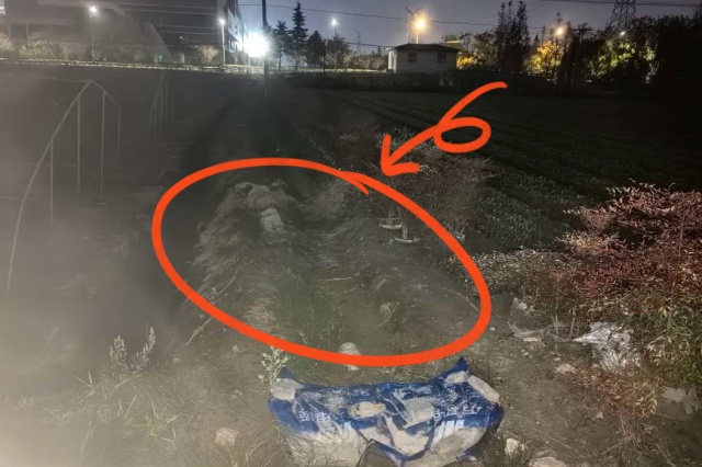 杭州大伯种的“有毒”植物被偷走五十多斤!“曾有人吃进医院” 杭州大伯种的“有毒”植物被偷走五十多斤!“曾有人吃进医院”