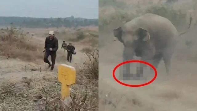 为自拍冒险靠近野象,印度一男子被踩死 为自拍冒险靠近野象,印度一男子被踩死