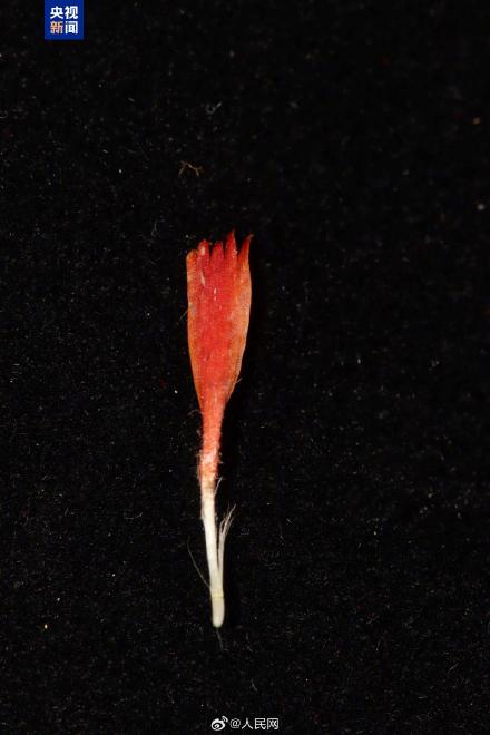 国内首次！新疆发现菊科新物种