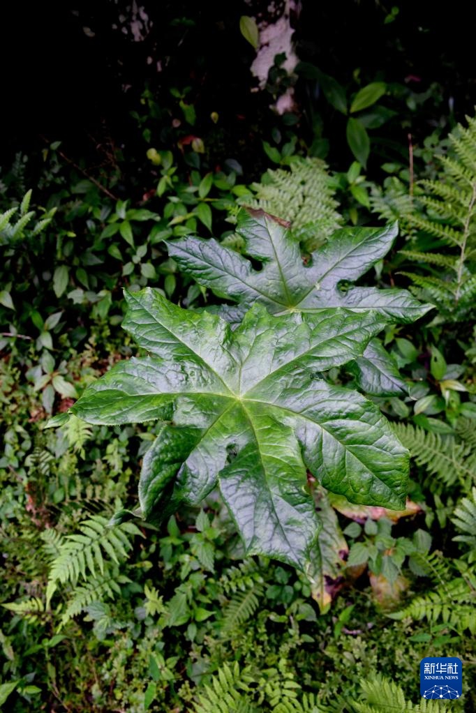 “神农四宝”之一！贵州发现植物新物种