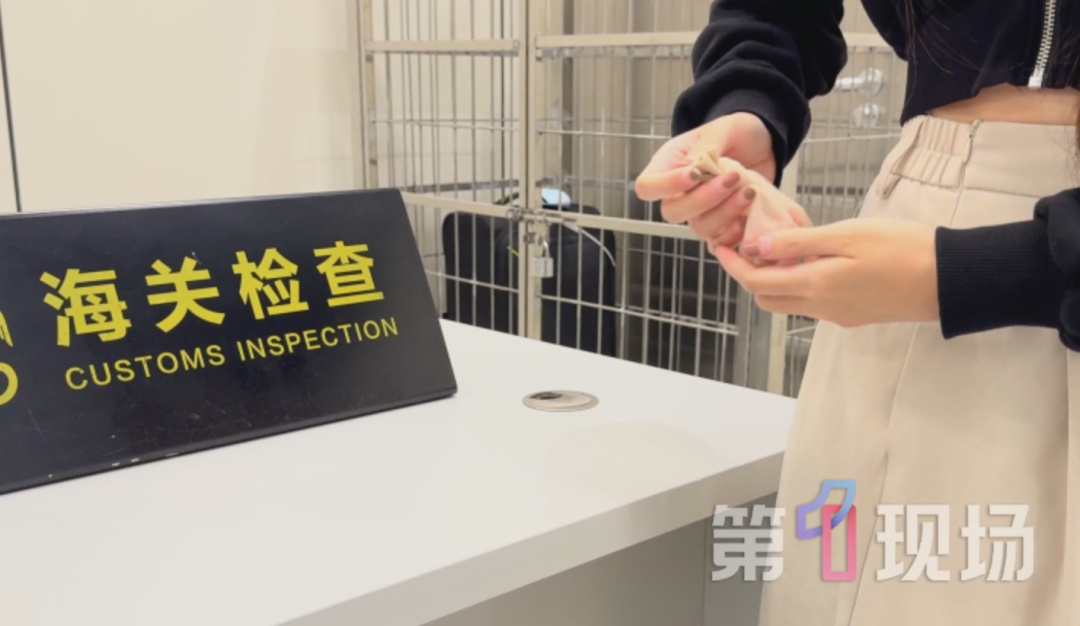 女子裤袋藏4条活蛇!入境被查 女子裤袋藏4条活蛇!入境被查
