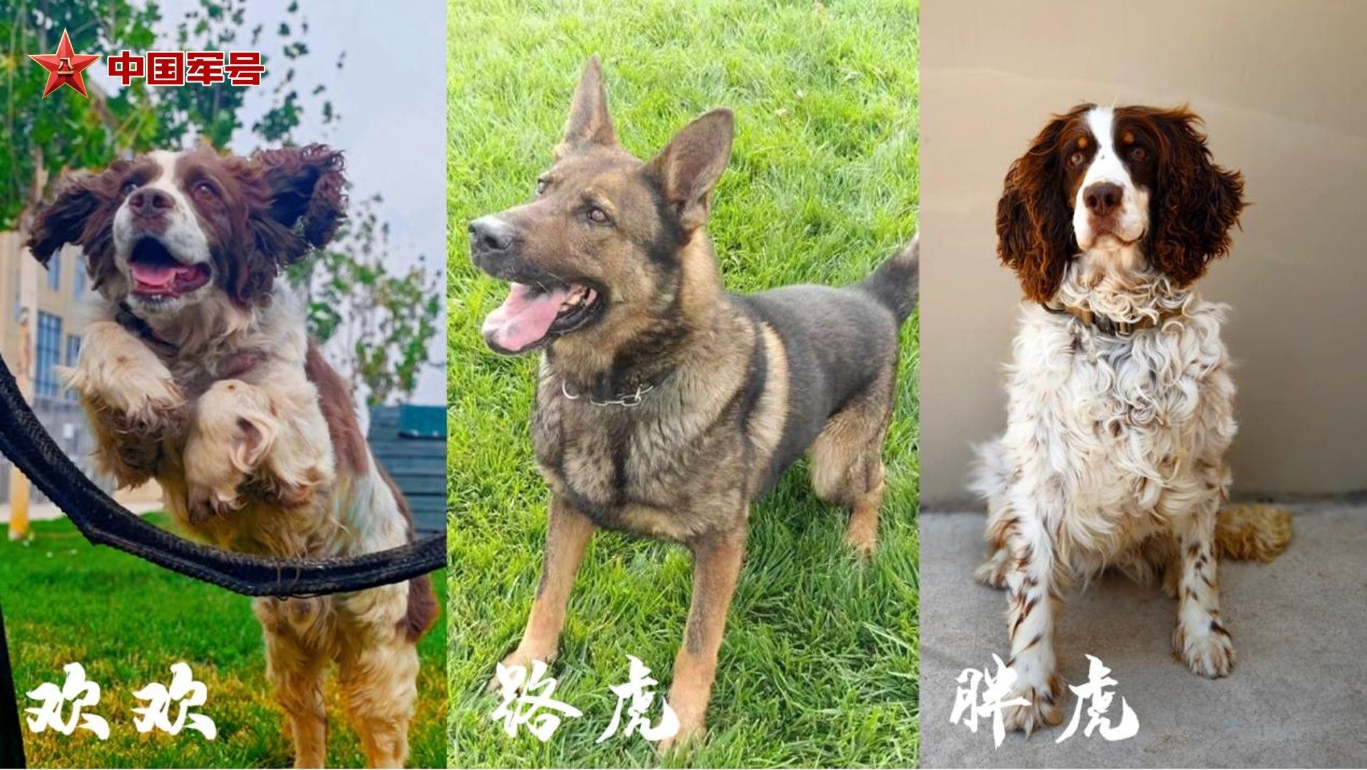 当初被领养的3只军犬,现在怎么样了? 当初被领养的3只军犬,现在怎么样了?