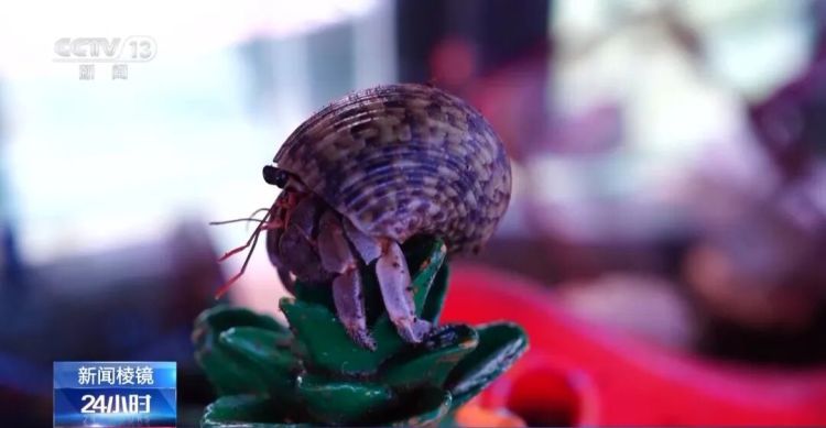 男子被五步蛇咬伤致截肢!这些“个性伙伴”其实是“致命威胁” 男子被五步蛇咬伤致截肢!这些“个性伙伴”其实是“致命威胁”