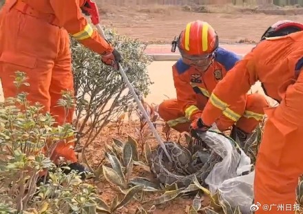 河源市区惊现巨蟒 &nbsp;消防员紧急处置