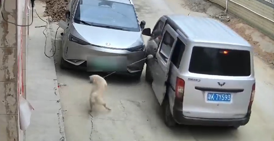 冬季警惕!“偷狗贼”街头作案,5个月大的土狗,在家门口被套走 冬季警惕!“偷狗贼”街头作案,5个月大的土狗,在家门口被套走