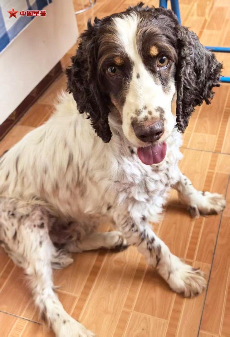 当初被领养的3只军犬,现在怎么样了? 当初被领养的3只军犬,现在怎么样了?