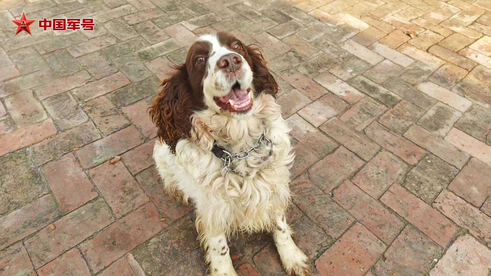 当初被领养的3只军犬,现在怎么样了? 当初被领养的3只军犬,现在怎么样了?