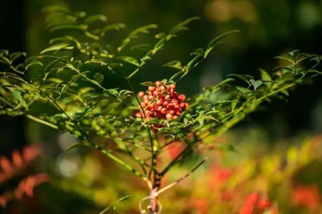 杭州大伯种的“有毒”植物被偷走五十多斤!“曾有人吃进医院” 杭州大伯种的“有毒”植物被偷走五十多斤!“曾有人吃进医院”