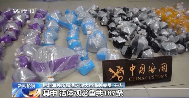 男子被五步蛇咬伤致截肢!这些“个性伙伴”其实是“致命威胁” 男子被五步蛇咬伤致截肢!这些“个性伙伴”其实是“致命威胁”