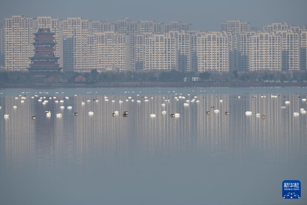 安徽滁州:城市公园成候鸟“越冬天堂” 安徽滁州:城市公园成候鸟“越冬天堂”