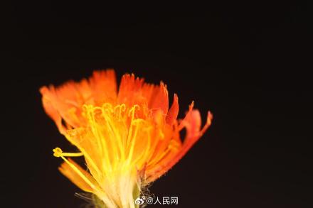 国内首次！新疆发现菊科新物种