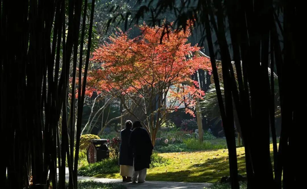 我国已进入拉尼娜状态!四川今冬或“前暖后冷” 我国已进入拉尼娜状态!四川今冬或“前暖后冷”