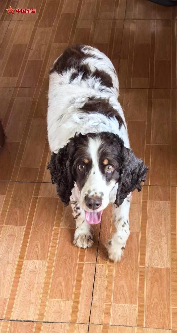 当初被领养的3只军犬,现在怎么样了? 当初被领养的3只军犬,现在怎么样了?