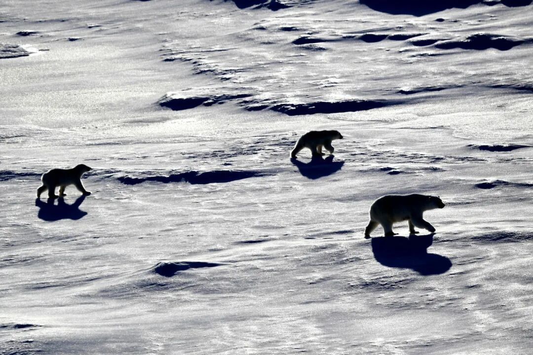 北极气温创有记录以来最高值 北极气温创有记录以来最高值